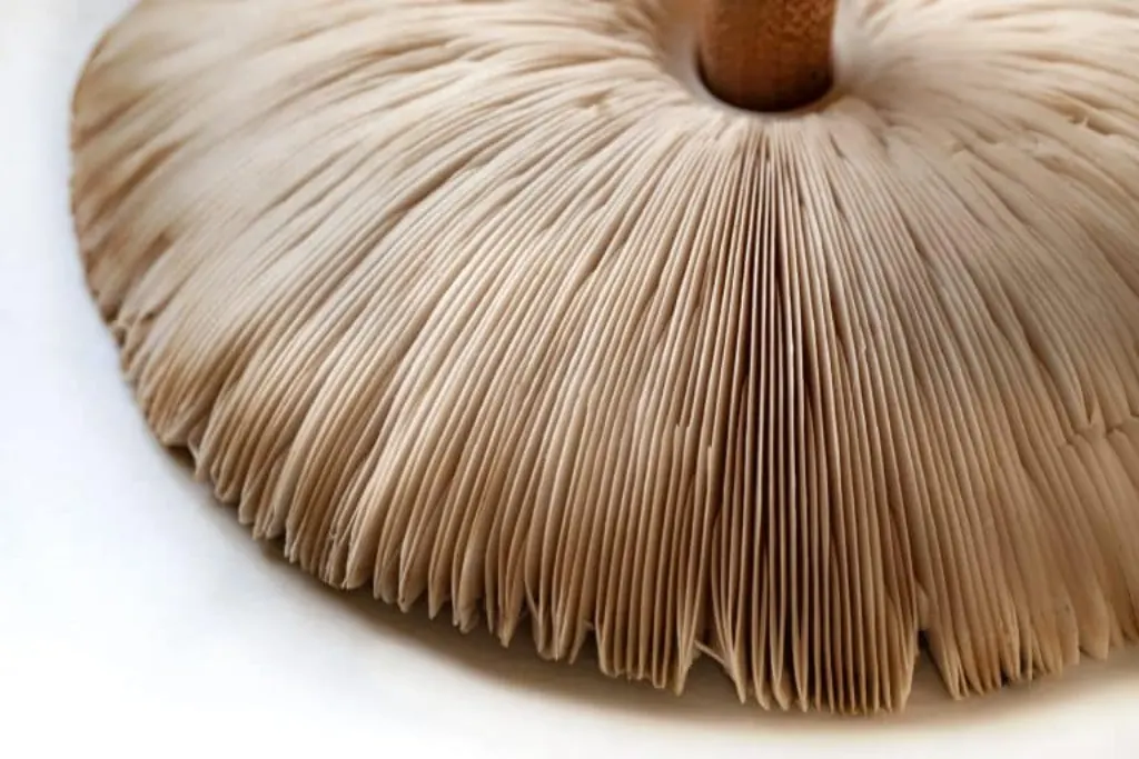 Champignons générés par IA envahissent Amazon : la vie ou la mort des livres de cueillette (Waxoo)